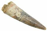 Fossil Spinosaurus Tooth - Real Dinosaur Tooth #349753-1